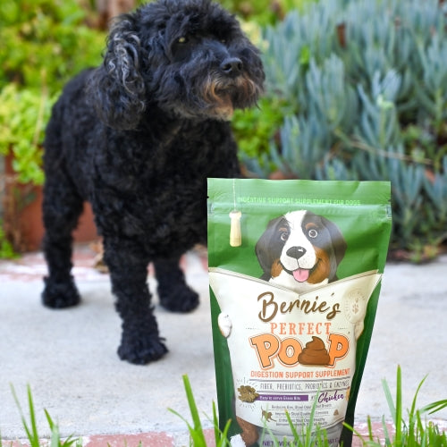 Photo of a black dog standing outside next to a bag of Bernie's Perfect Poop.