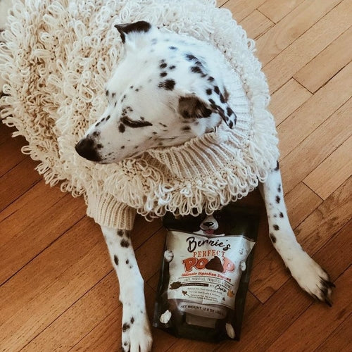 Photo of a dog sitting on a wooden floor.