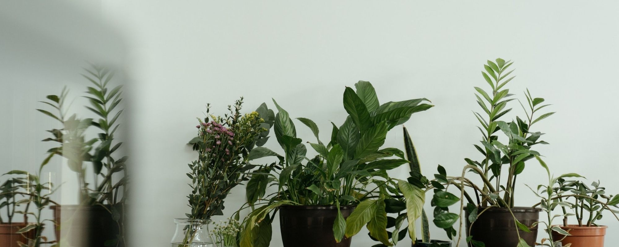 Row of house plants sustainable valentines day gift idea