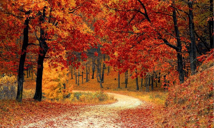 Autumn trees in red and yellow along a small road with fallen leaves