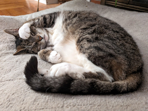 a cute gray tabby cat curled up asleep with his paw over his face