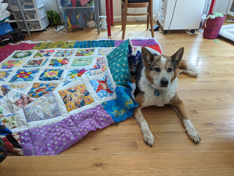 The best dog ever, under a quilt of rainbow patchwork quilt blocks