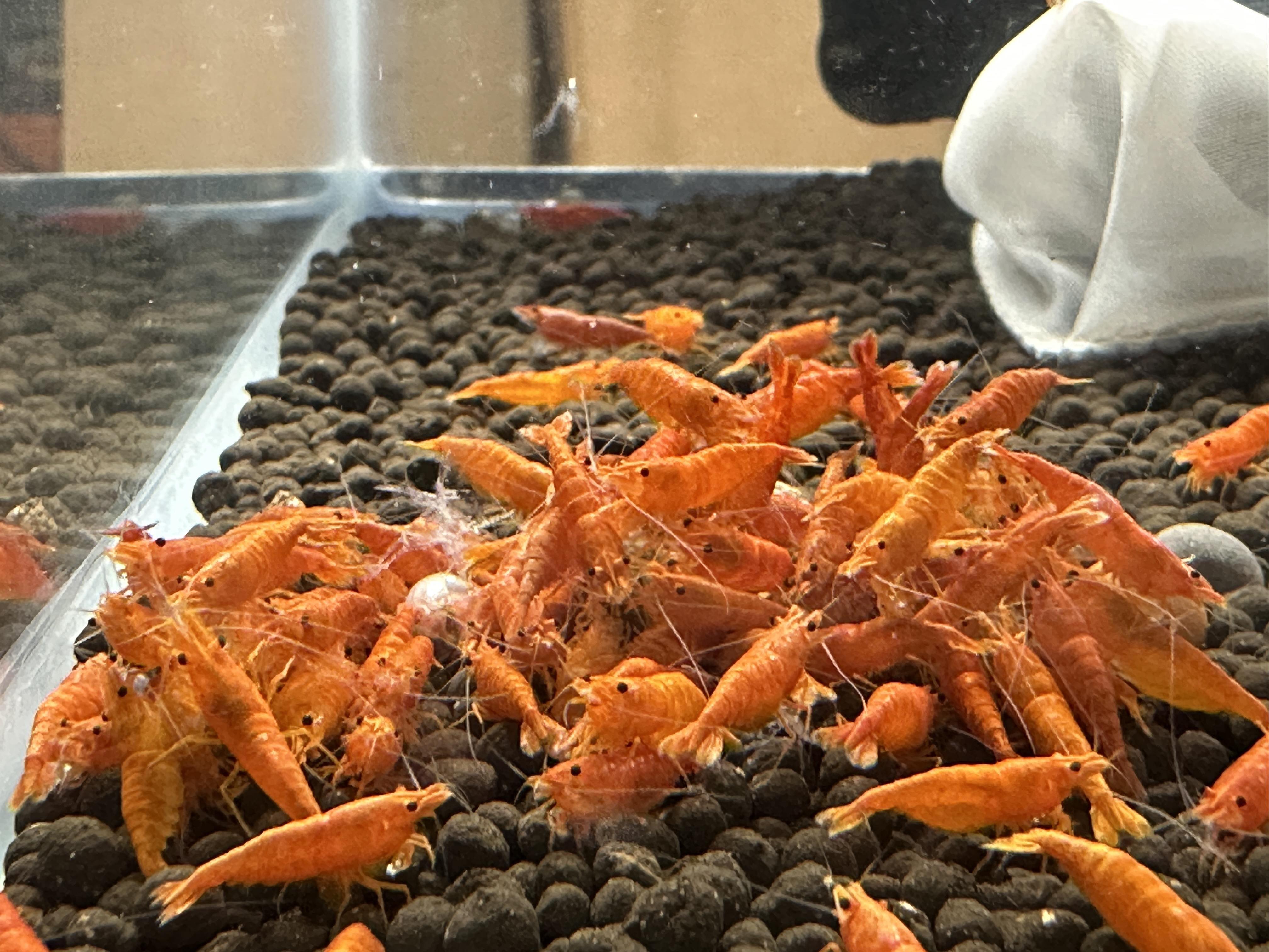 Sunkist Shrimp - 10 Pack + 2 FREE SHIPPING