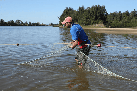 Hauling fish nets