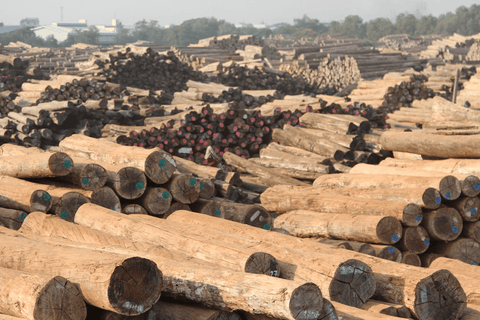 Illegal teak logs