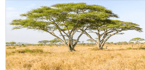 acacia tree