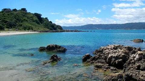 Bay in Wellington 