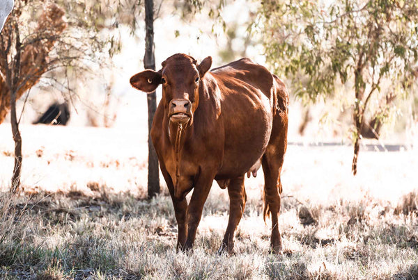 Bush cow