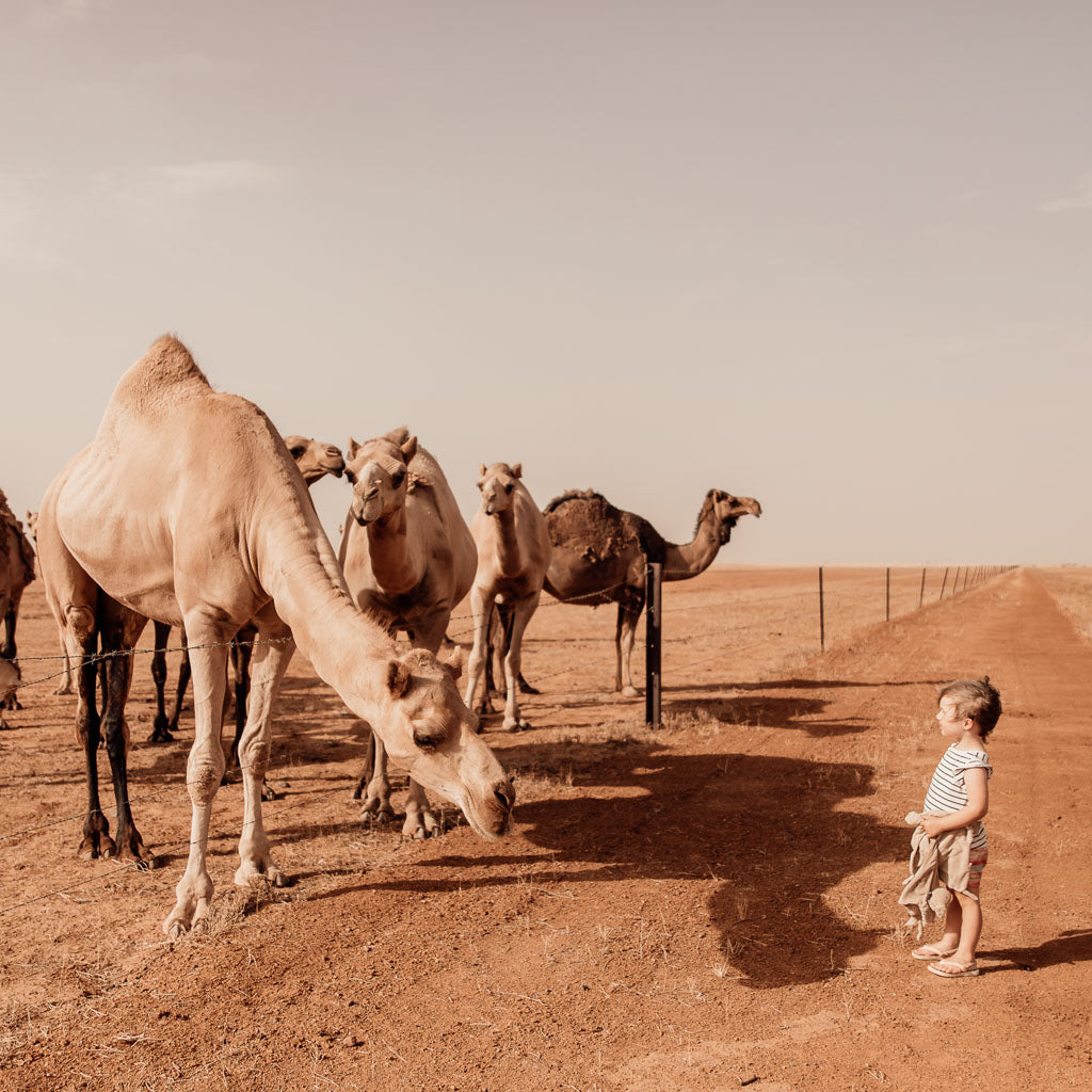 Boy and his camels
