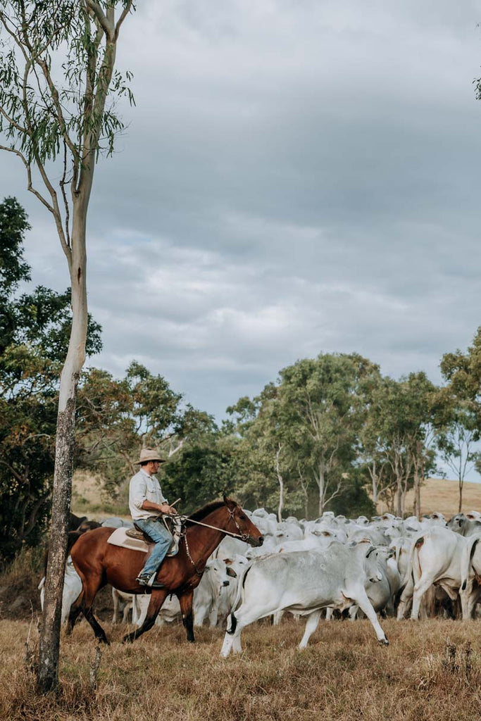 Mustering Cattle on horseback Henriette Atard