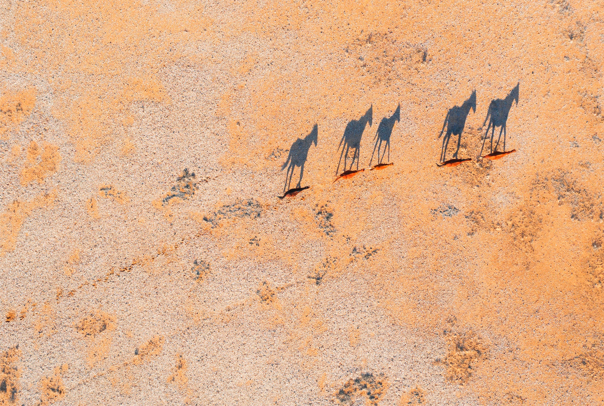 Pink lake with horse shadows