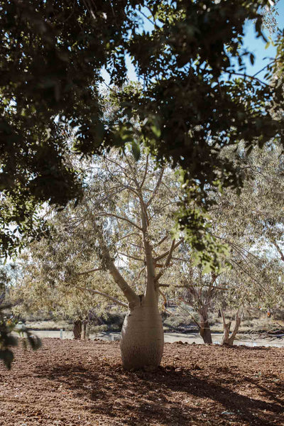 Bottle Tree