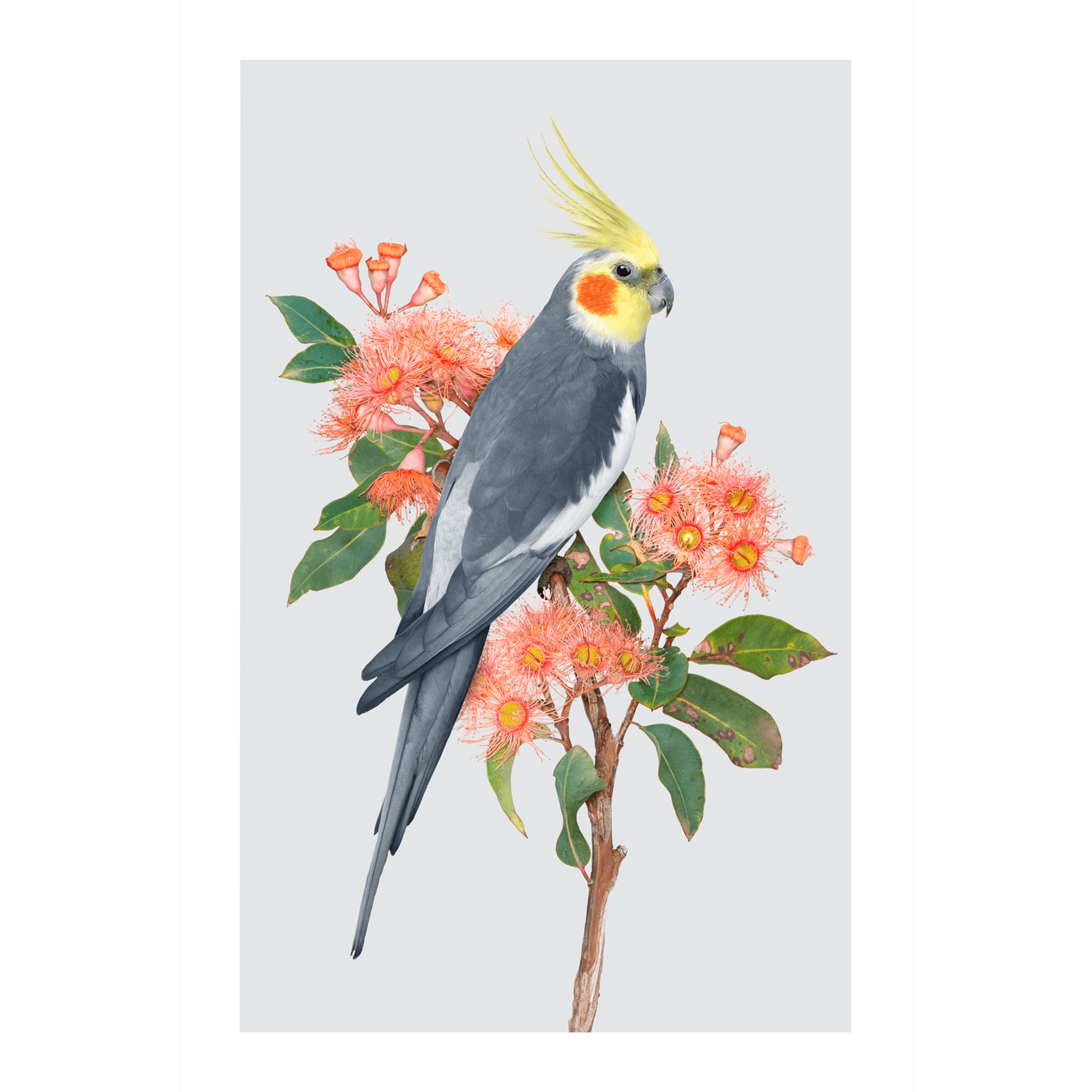 Greg Oakley | Cockatiel Print | Shop Bush Exchange