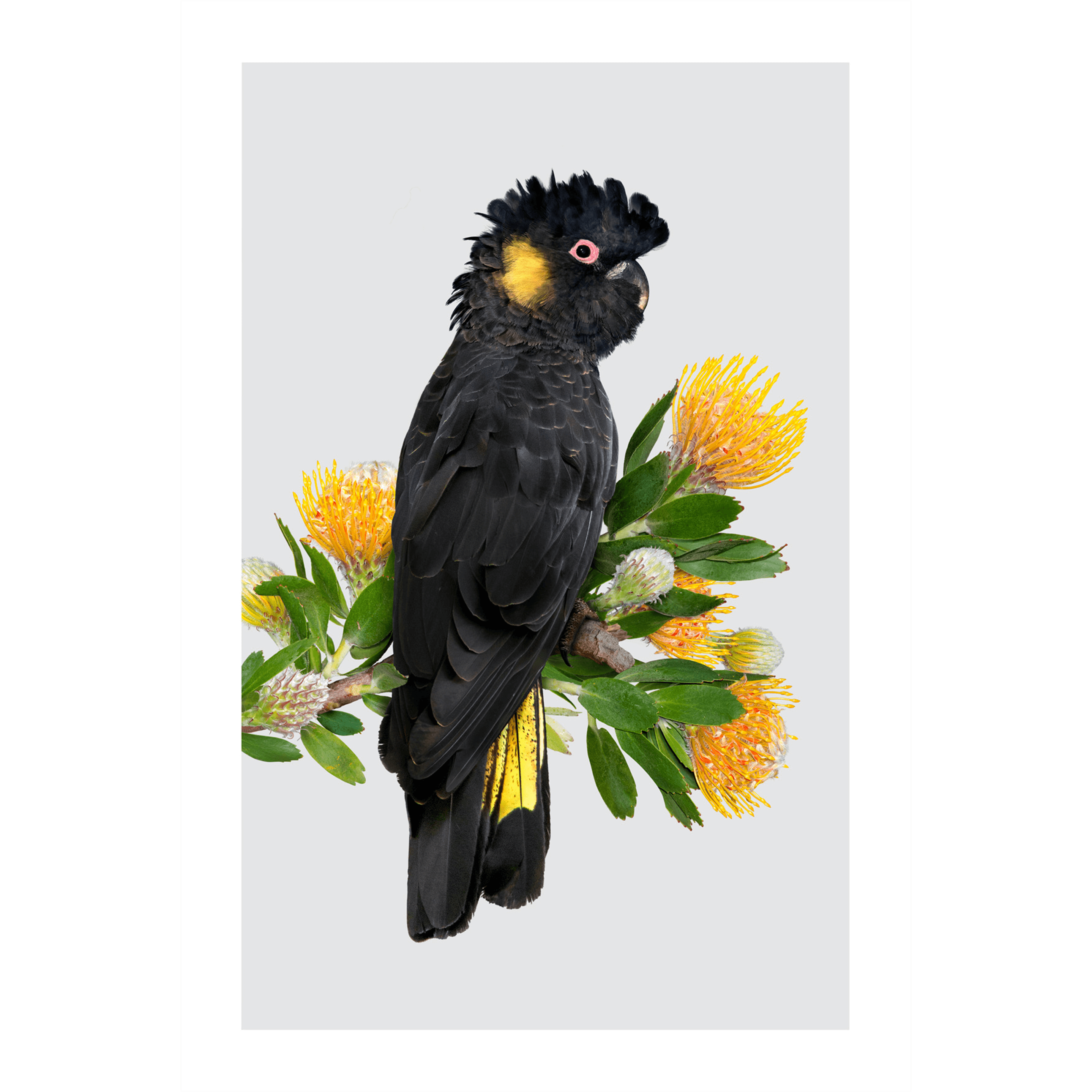 Greg Oakley | Yellow-tailed Black Cockatoo Print | Shop Bush Exchange