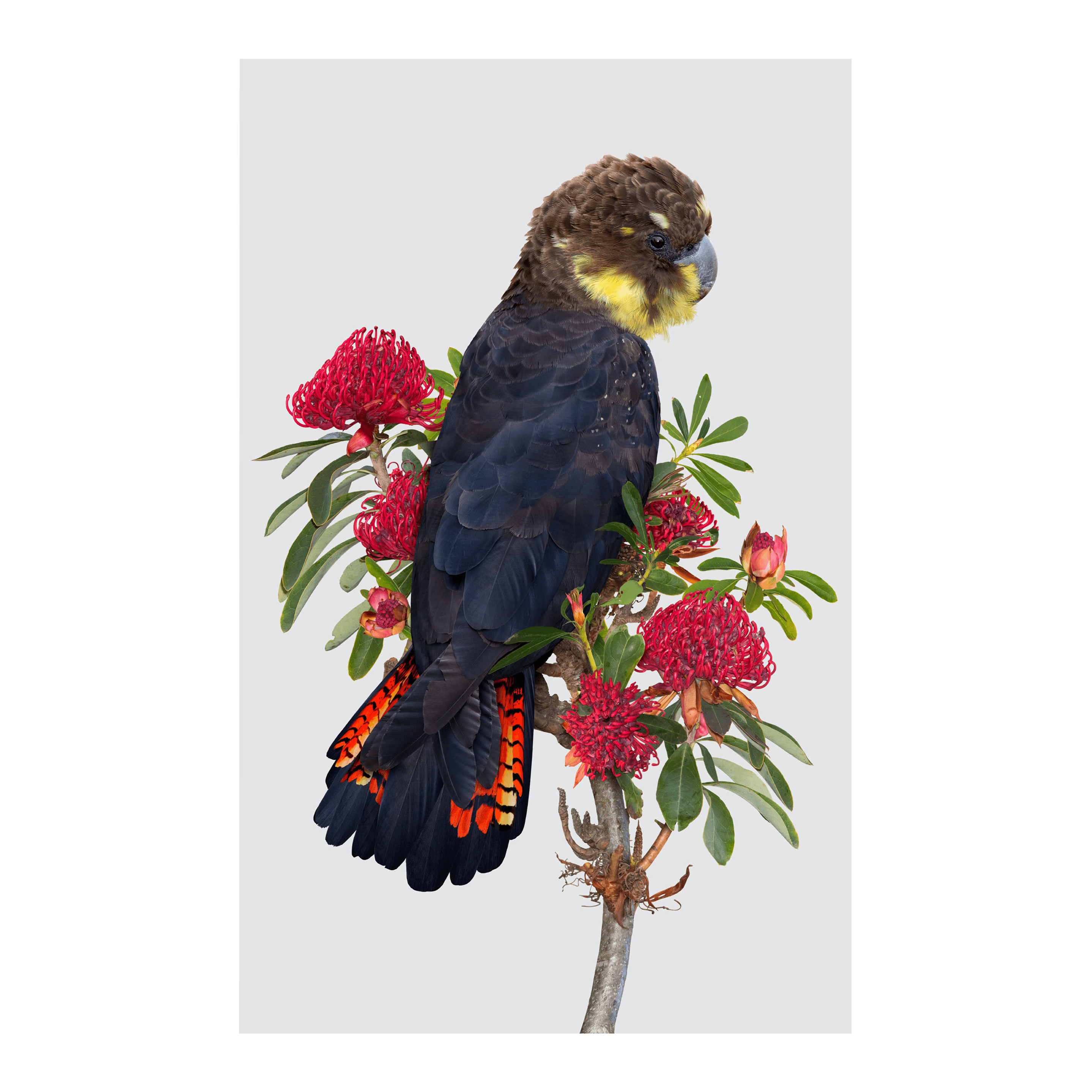 Greg Oakley | Glossy-Black Cockatoo Print | Shop Bush Exchange