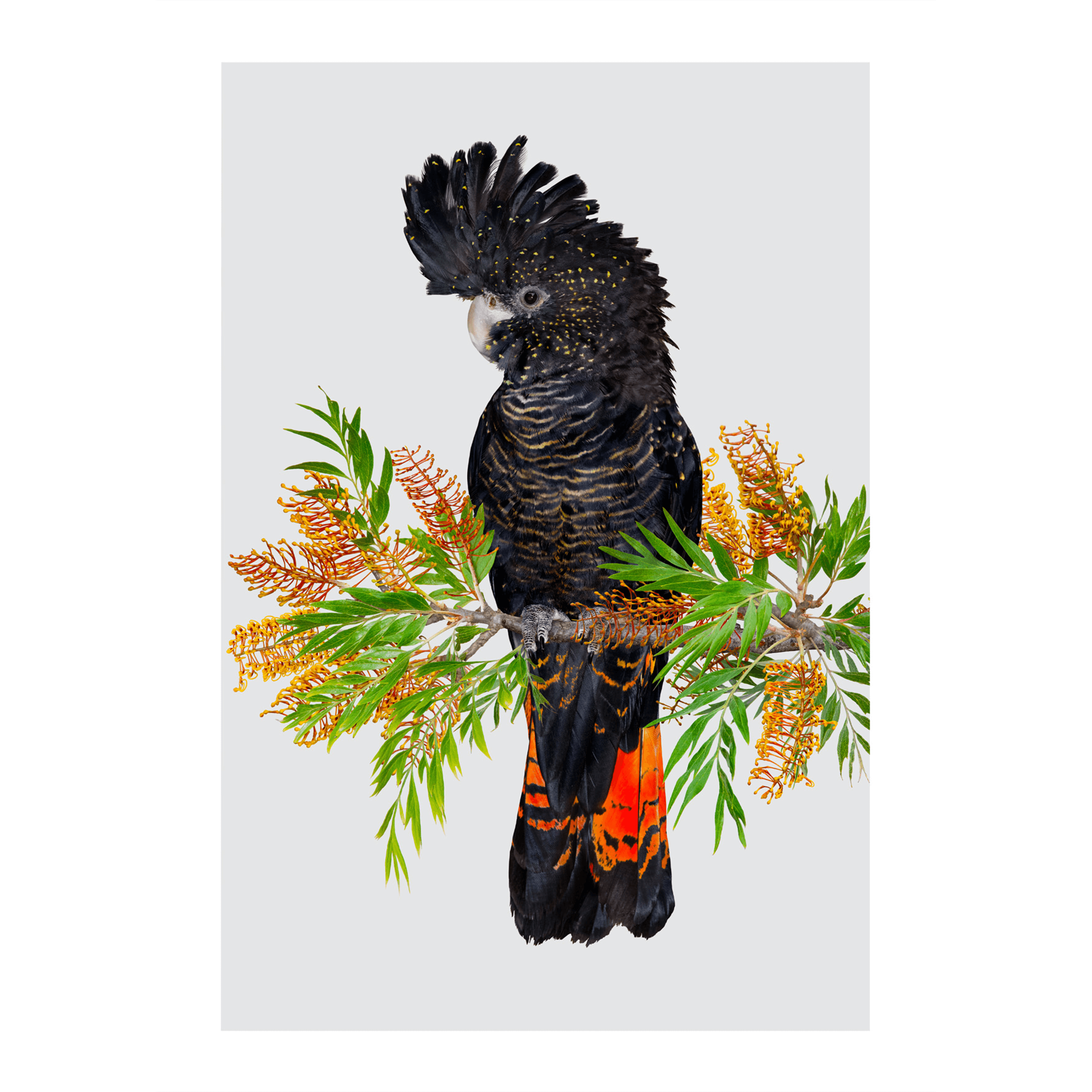 Greg Oakley | Red-Tailed Black Cockatoo on Grevillea Print | Shop Bush  Exchange