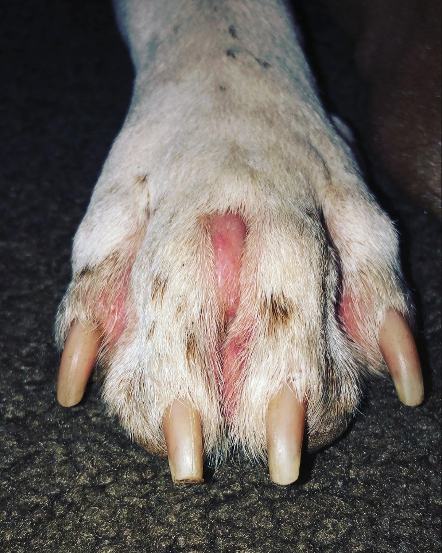 What to Do When Your Dog Breaks Their Nail: A Guide to Proper Care
