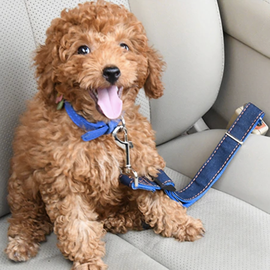 puppy seat belt