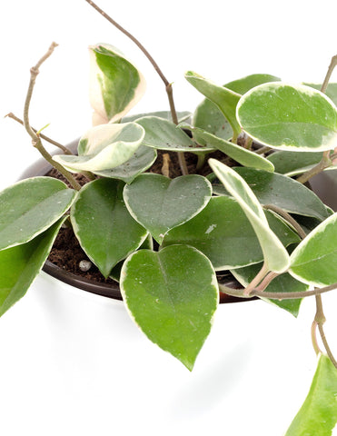 variegated hoya plant