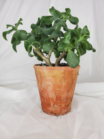 Plant Salon Crassula variety succulent plant
