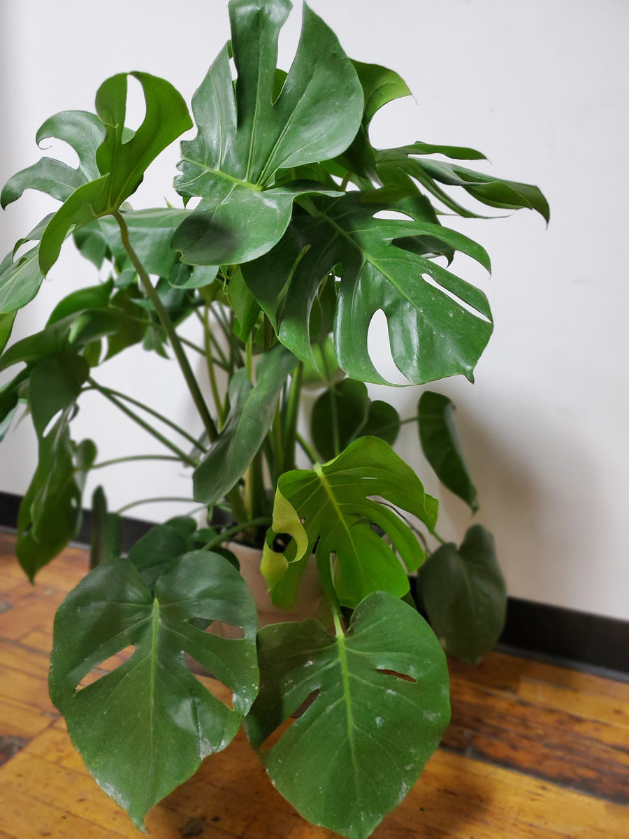 帯電防止処理加工 【超希少】Monstera deliciosa'v'Green on Green