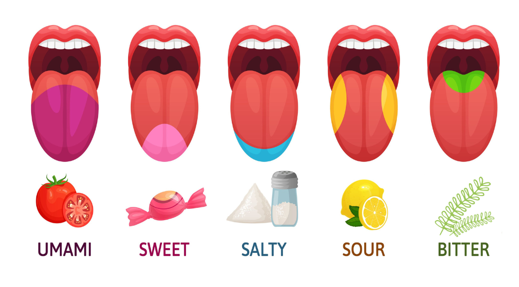 The now obsolete tongue map showing what area of the tongue was once thought to best taste sweet, sour, salty, bitter and umami with umami rich foods