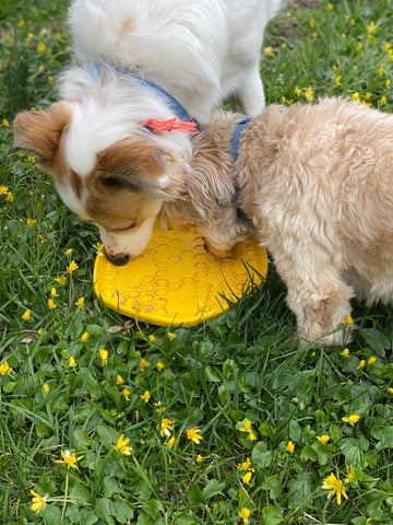https://cdn.shopify.com/s/files/1/0274/2973/2438/files/Maisey_and_Percy_licking_peanut_butter_off_DISC_lick_mat_in_grass_with_yellow_flowers_480x480.jpg?v=1643654585