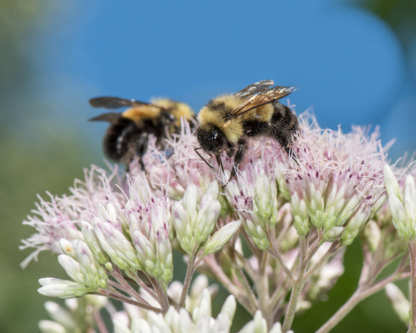 Rusty patch bumblebees on Joe Pye Weed