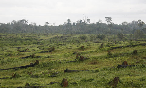 palm oil deforestation