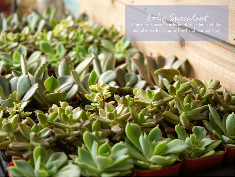 Baby Succulent: One of our several varieties of succulents will be included with a ceramic bowl and bamboo tray. Example of succulents that can be found in the Thinking of You Giftbox.
