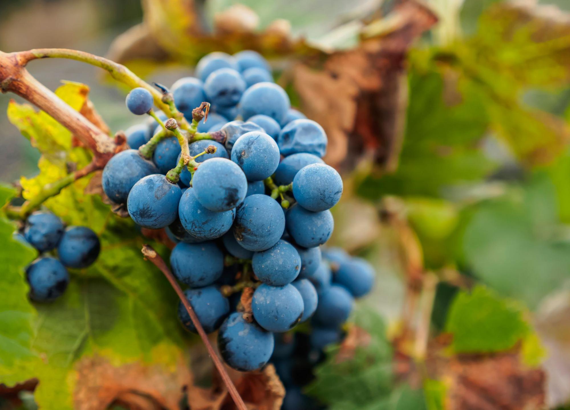 Top 10 winemaking regions