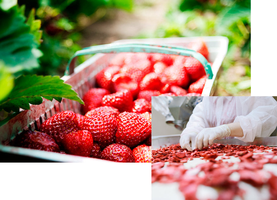 Strawberries and freeze-dried strawberries