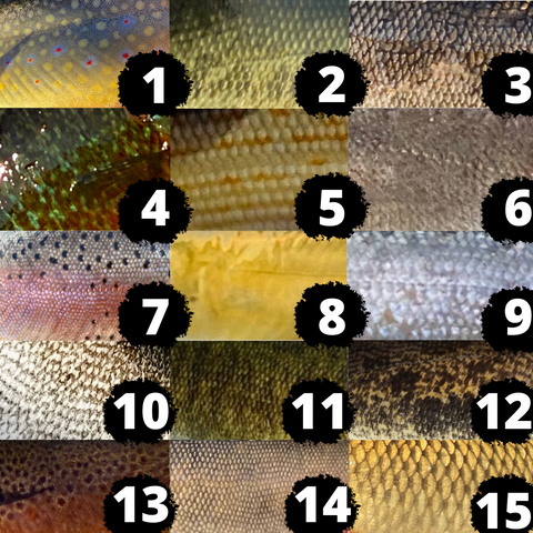 Fish Skin Collage Challenge