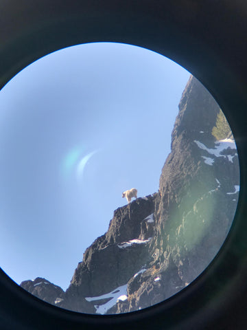 Mountain Goat through spotting scope