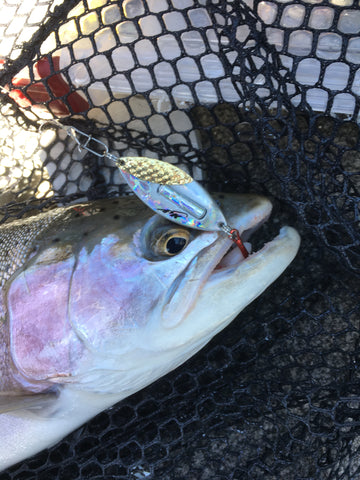 Rainbow trout on jigging spoons