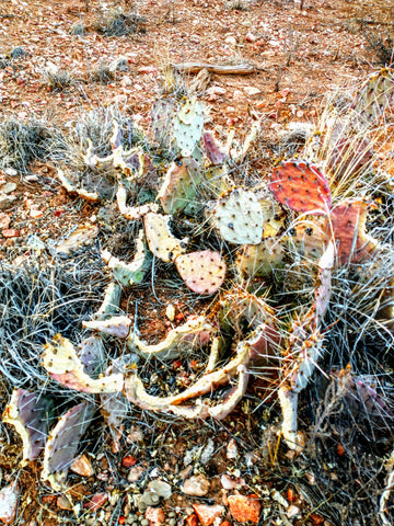 Javelina Prickly Pear Cactus RadCast Outdoors