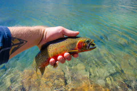 Seth Ewing Golden Trout on the Fly