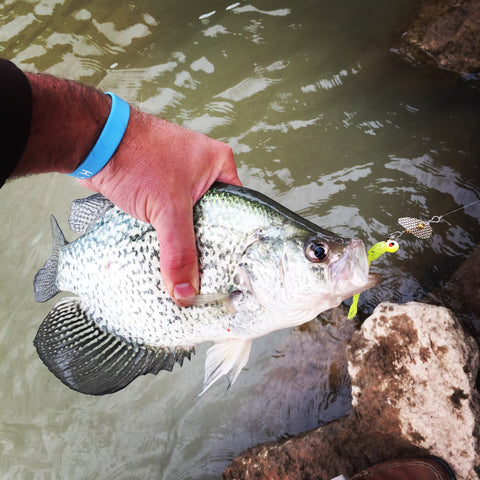 PK Spin a Jig Crappie