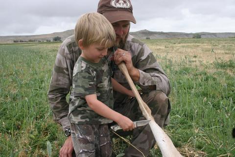 Pronghorn Antelope