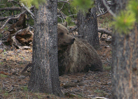 Grizzly Bear Episode RadCast Outdoors