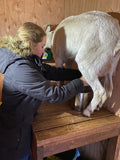 Sarah Milking Goat