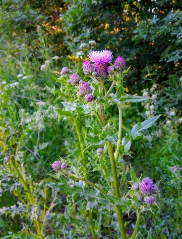 Thistle (Carduus), safe and edible for horses, horse herbs, The Natural Way