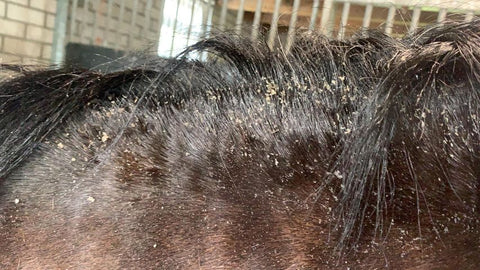 Waste products, itching, summer eczema in horses, The Natural Way