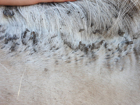 Waste, itching, horse eczema, flakes, The Natural Way