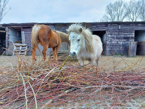 Aliment sain pour chevaux sensibles aux démangeaisons, OER FOOD e-book, The Natural Way Laura Cleirens, eczéma d'été démangeaisons tasse râpe gale de pluie pourriture de pluie CPL lymphœdème progressif chronique, équilibreur à base de plantes concentré branches de fourrage grossier foin ensilage herbe prairie paddock