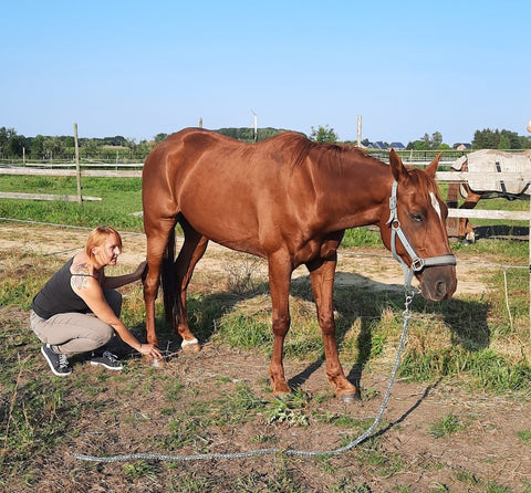 Acupressure and Osteopathy in horses with summer eczema and itching, Tine Indekeu Sana Equorum, Laura Cleirens The Natural Way