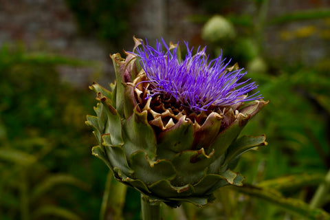 Artichoke herbs for horses detox cleansing treatment The Natural Way