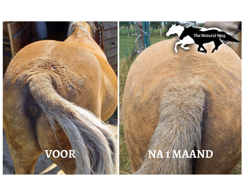 Zomereczeem lotion The Natural Way Laura Cleirens resultaat 100 % natuurlijk en duurzaam product middel oplossing voor paarden met zomereczeem jeuk schuren manen en staart eczeem SME