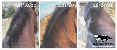 Lotion d'été contre l'eczéma The Natural Way Laura Cleirens Solution de produit 100% naturelle pour les chevaux souffrant d'eczéma d'été démangeaisons SME frottements de queue et de crinière