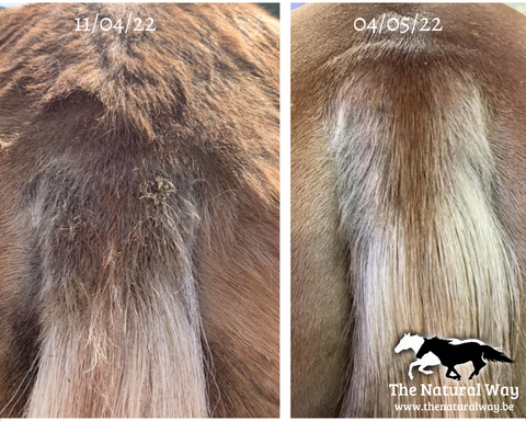 Summer eczema lotion The Natural Way Laura Cleirens 100% natural product solution for horses with summer eczema itching SME tail and mane chafing